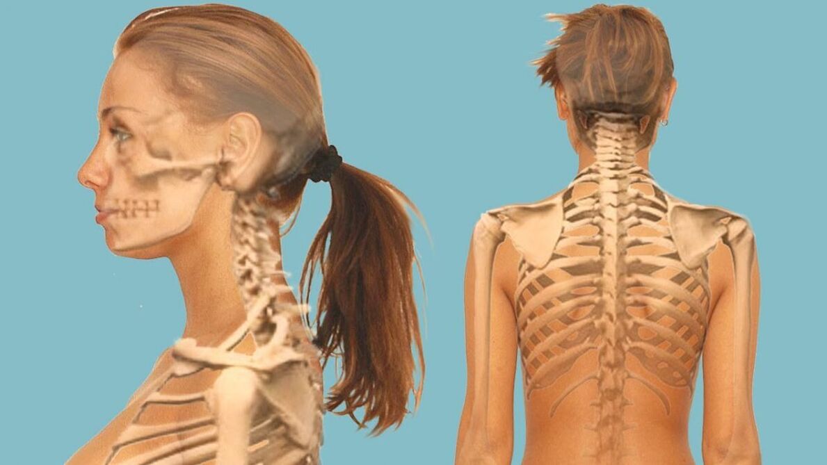 The cervical spine