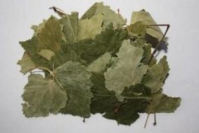 birch leaves for the treatment of osteoarthritis